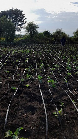 Mr. Caleb Farm at Kibiri wars for training youths in agribusiness ventures.
